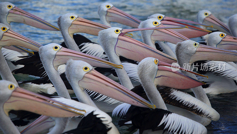 鹈鹕(Pelecanus conspicillatus)